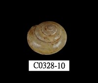 藏品(球蝸牛)的圖片